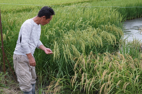 200を超える様々な稲を実験栽培している圃場